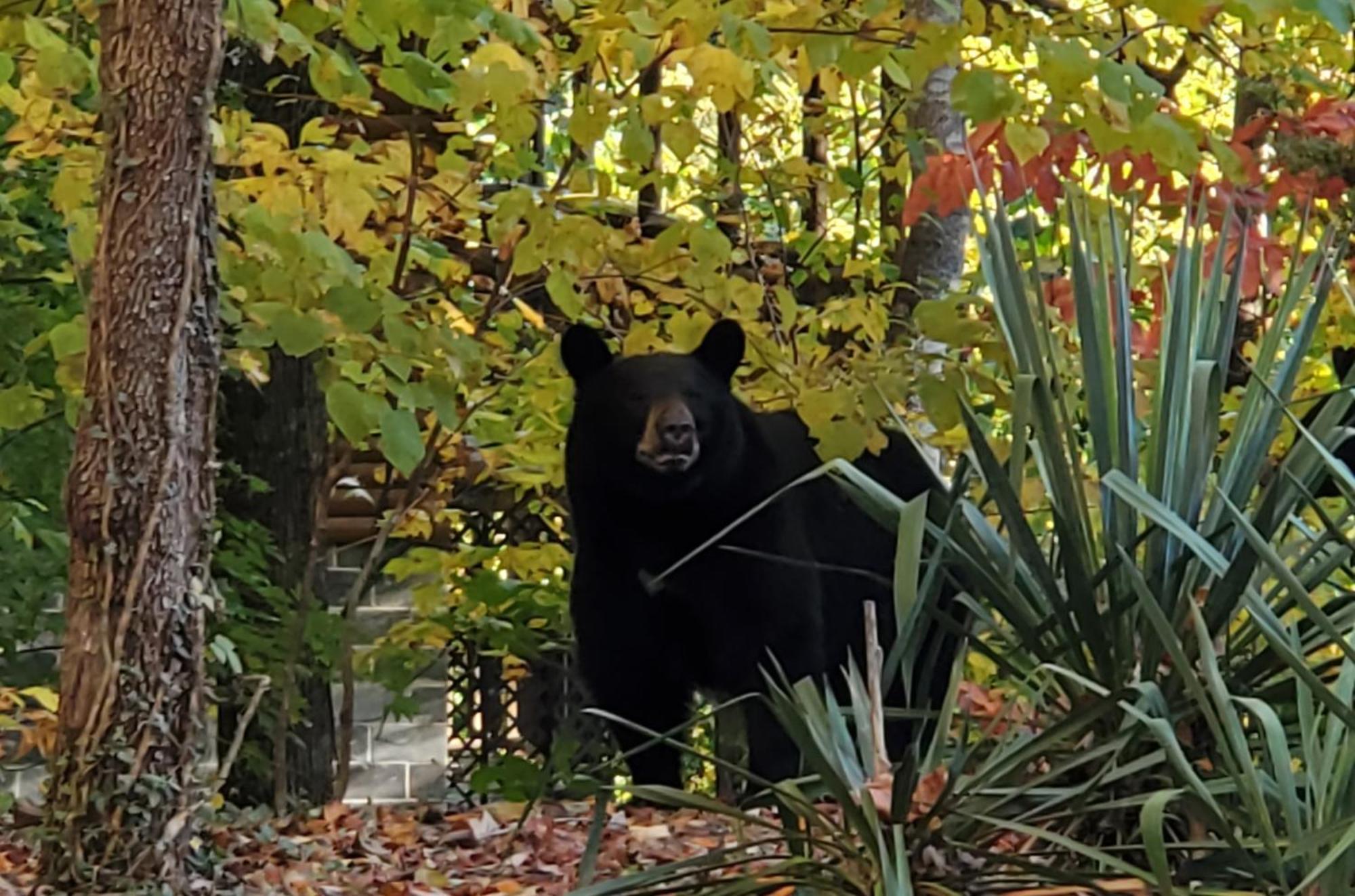 Can'T "Bear" To Leave Villa Sevierville Luaran gambar