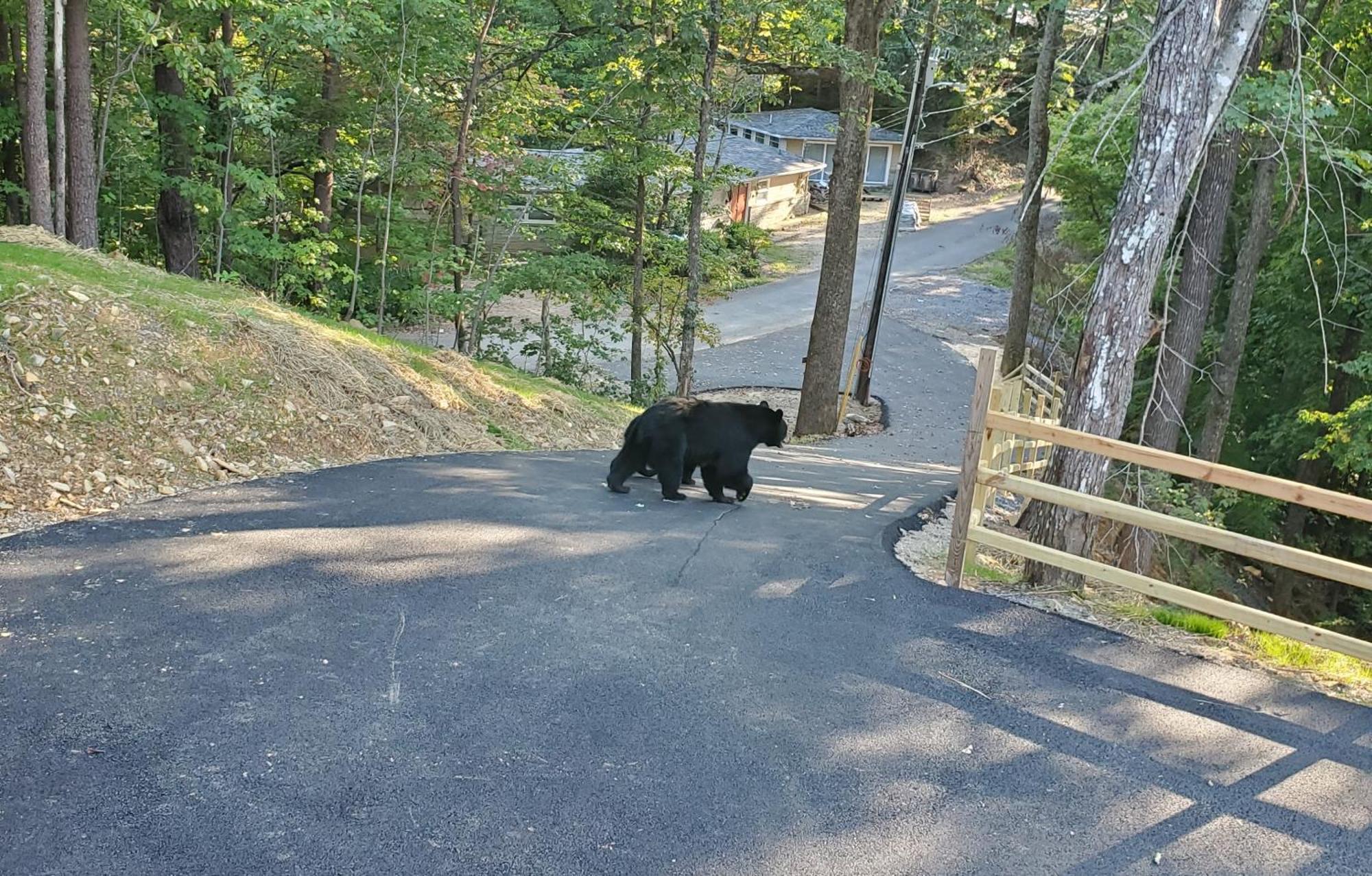 Can'T "Bear" To Leave Villa Sevierville Luaran gambar